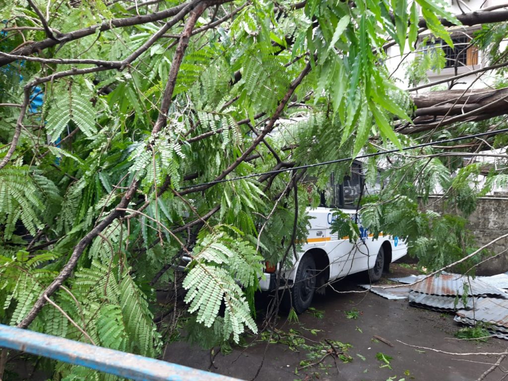 Tree fallen in Tala Park Clinic