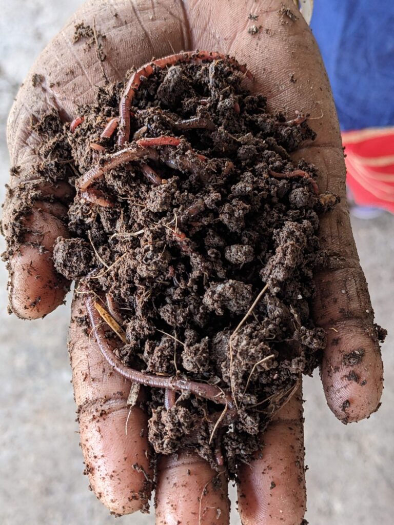 mud full of earthworms held by a hand